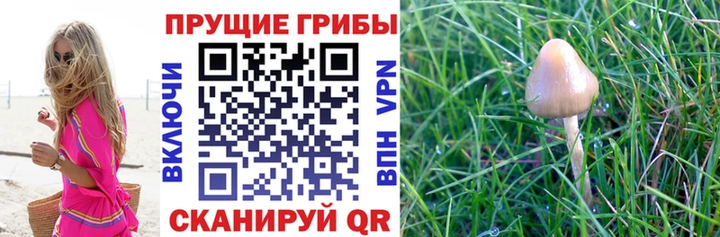 Купить где  Томилино  Галлюциногенные грибы мухоморы 